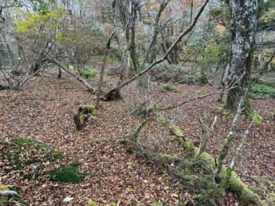 土佐矢筈山・小桧曽山