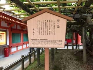 春日大社　砂ずりの藤