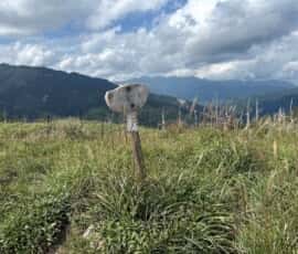 平和丸