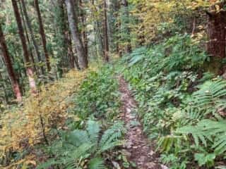 七折の滝 登山道