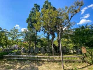 大覚寺　石仏群
