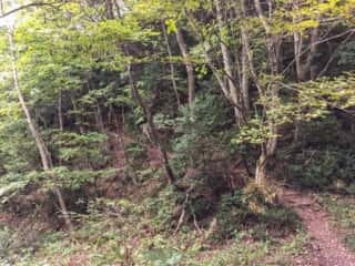 白神岳登山道