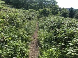 礼文岳登山道