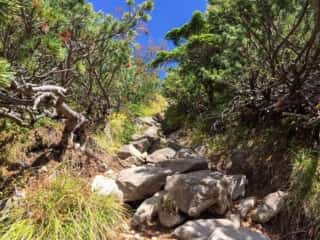 権現岳登山道