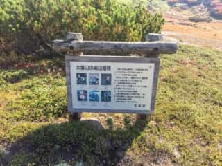旭岳 大雪山の高山植物