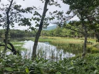知床五湖 地上遊歩道