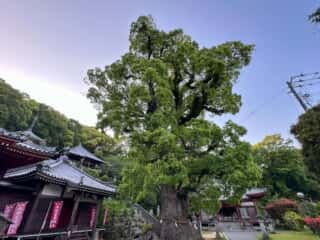 四国八十八ヶ所霊場 第68番札所 神恵院・第69番札所 観音寺