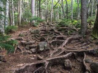 権現岳登山道