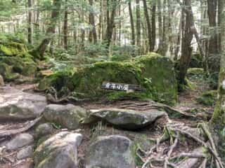 権現岳登山道