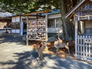 黄金山神社　境内