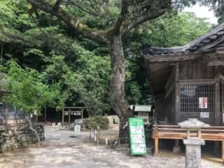 和多都美神社　御神木