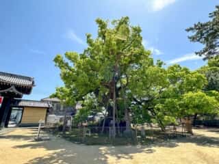 四国八十八ヶ所霊場 第75番札所 善通寺