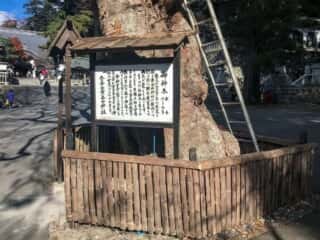 黄金山神社　御神木