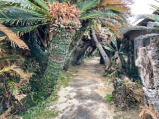 徳之島 金見崎ソテツトンネル