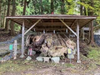 丹内山神社　七不思議その七　御神木爺杉の根株