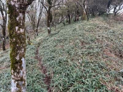 土佐矢筈山・小桧曽山