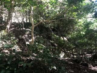 天宮さん（御内谷）への混沌とした山道