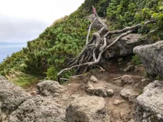 羅臼岳登山道