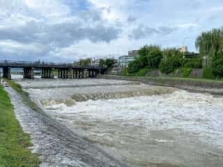 大雨直後の鴨川の濁流
