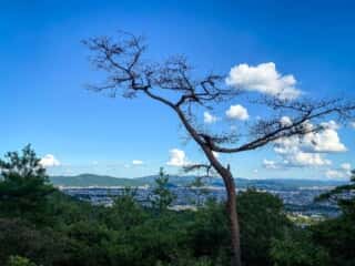 仁和寺　御室八十八ヶ所霊場