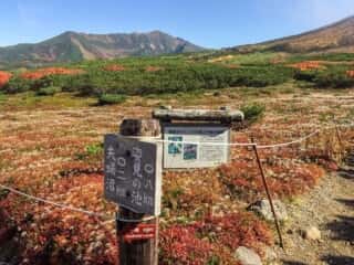 旭岳登山道