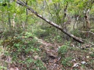 七折の滝 登山道