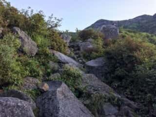 観光新道登山道