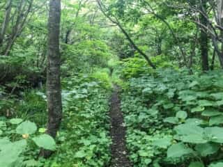 恐山 (大尽山) 登山道