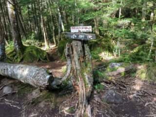 権現岳登山道