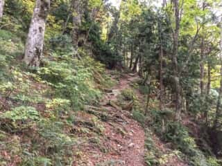 白神岳登山道