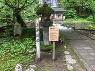 出羽三山 注連掛桜