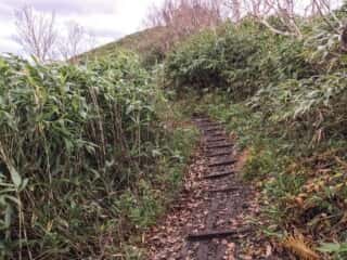 白神岳登山道